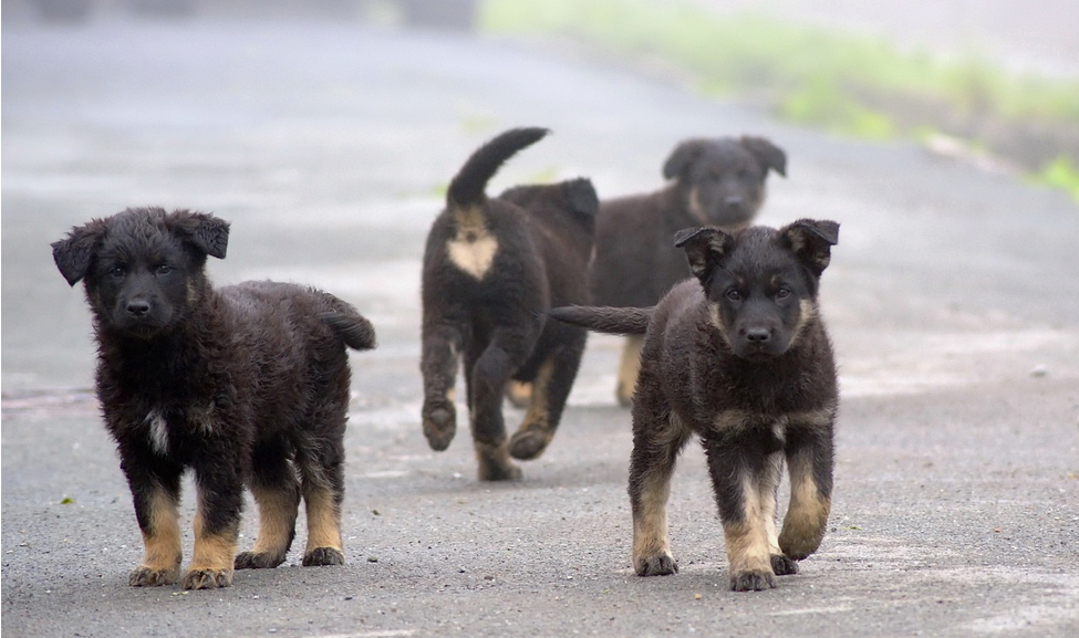 Group of Street Dogs