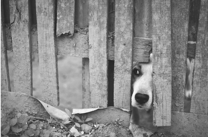 Shelter for Street Dogs